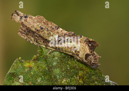 A moth in the Tandayapa Valley of Ecuador Stock Photo - Alamy