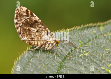 A moth in the Tandayapa Valley of Ecuador Stock Photo - Alamy