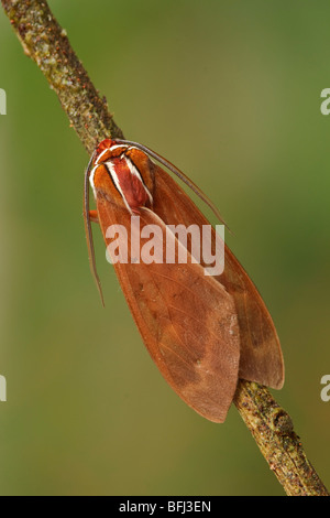 A moth in the Tandayapa Valley of Ecuador Stock Photo - Alamy
