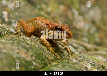 A treefrog in the Tandayapa Valley of Ecuador Stock Photo - Alamy