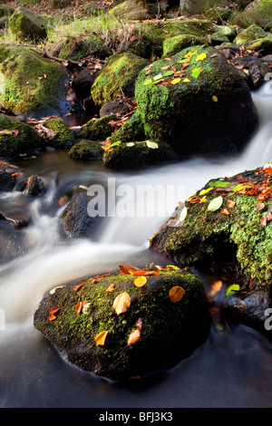 Padley Gorge in the Autumn in the Peak District National park Stock Photo