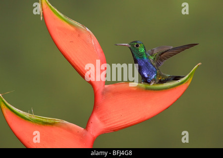 Violet-bellied Hummingbird (Damophila julie) feeding at a flower while flying at Bueneventura Lodge in southwest Ecuador. Stock Photo