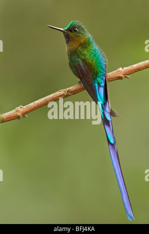 A male Violet-tailed Sylph (Aglaiocercus coelestis) perched on a branch in the Tandayapa Valley in Ecuador. Stock Photo