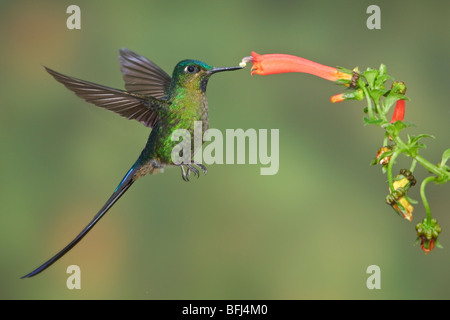 Violet-tailed Sylph (Aglaiocercus coelestis) feeding at a flower while flying at the Mindo Loma  reserve in northwest Ecuador. Stock Photo