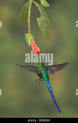 Violet-tailed Sylph (Aglaiocercus coelestis) feeding at a flower while flying at the Mindo Loma  reserve in northwest Ecuador. Stock Photo