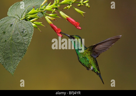 A Western Emerald Hummingbird (Chlorostilbon melanorhyncus) flying and feeding at a flower in the Tandayapa Valley in Ecuador. Stock Photo