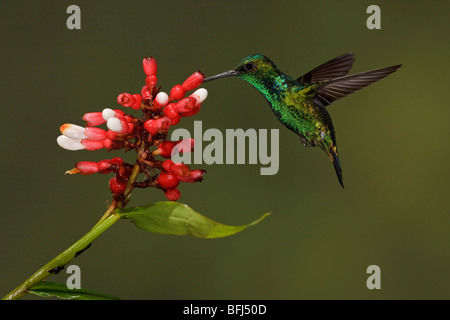 A Western Emerald Hummingbird (Chlorostilbon melanorhyncus) feeding at a flower while flying in the Tandayapa Valley of Ecuador. Stock Photo