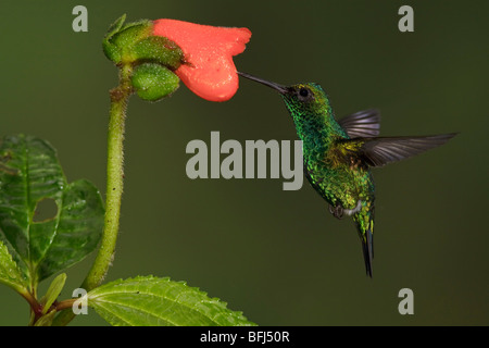 Western Emerald Hummingbird (Chlorostilbon melanorhyncus) feeding at a flower while flying in the Tandayapa Valley of Ecuador. Stock Photo