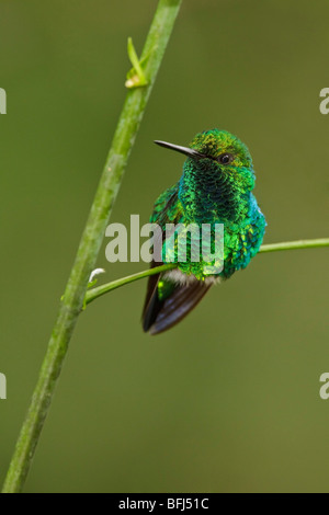 A Western Emerald Hummingbird (Chlorostilbon melanorhyncus) perched on a branch in the Tandayapa Valley of Ecuador. Stock Photo