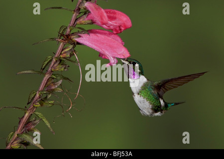 White-bellied Woodstar (Chaetocercus mulsant) feeding at a flower while flying at Guango Lodge in Ecuador. Stock Photo