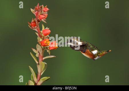 White-bellied Woodstar (Chaetocercus mulsant) feeding at a flower while flying at Guango Lodge in Ecuador. Stock Photo