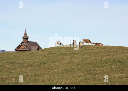cow scenery with church building. Rural chapel on the horizon, with a group of brown and white cows grazing on a green meadow before the blue sky. Stock Photo
