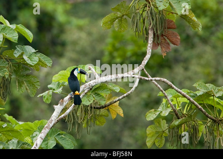 White-throated Toucan (Ramphastos tucanus) perched on a branch near the Napo River in Amazonian Ecuador. Stock Photo