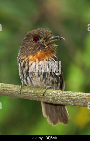 White-whiskered Puffbird (Malacoptila panamensis) perched on a branch at the Rio Palenque reserve in northwest Ecuador. Stock Photo