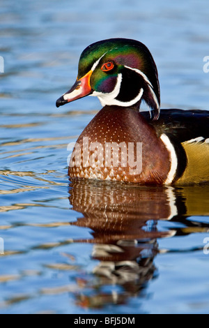 Wood Duck (Aix sponsa) swimming on a golden pond in Victoria, BC, Canada. Stock Photo