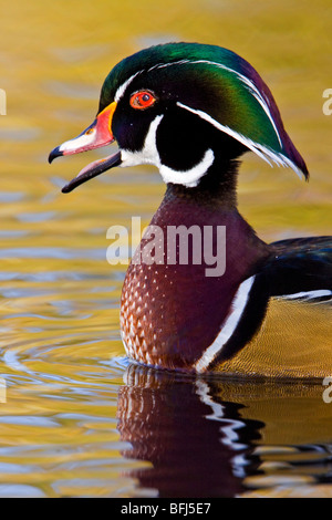 Wood Duck (Aix sponsa) swimming on a golden pond in Victoria, BC, Canada. Stock Photo