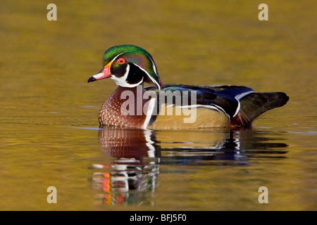 Wood Duck (Aix sponsa) swimming on a golden pond in Victoria, BC, Canada. Stock Photo