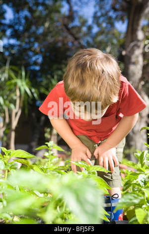 2 Year old bends forward to examine undergrowth in vegetable garden Stock Photo