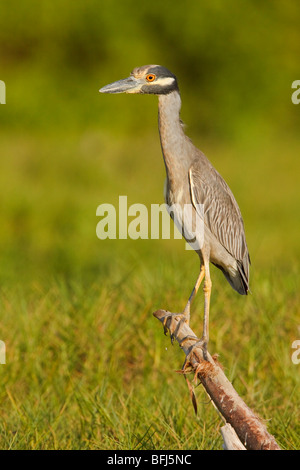 Yellow-crowned Night-Heron (Nyctanassa violacea) perched on a branch near a river mouth on the coast of Ecuador.