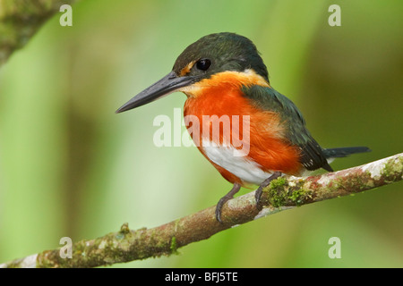 American Pygmy Kingfisher (Chloroceryle aenea) perched on a branch near the Napo River in Amazonian Ecuador.