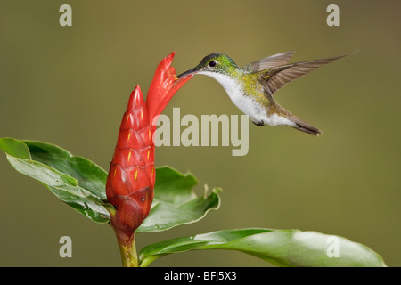 Andean Emerald hummingbird (Amazilia franciae) feeding at a flower while flying at Bueneventura Lodge in southwest Ecuador. Stock Photo