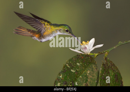 An Andean Emerald hummingbird (Amazilia franciae) feeding at a flower while flying in the Tandayapa Valley of Ecuador. Stock Photo