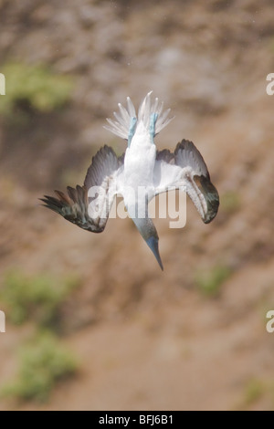 Blue-footed Booby (Sula nebouxii) searching for food while flying along the coast of Ecuador. Stock Photo