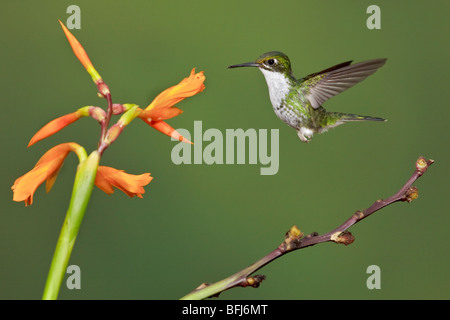 A Andean Emerald hummingbird (Amazilia franciae) feeding at a flower while flying in the Tandayapa Valley of Ecuador. Stock Photo