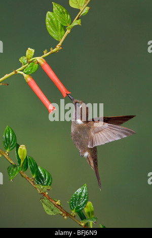 A Brown Inca hummingbird (Coeligena wilsoni) feeding at a flower while flying in the Tandayapa Valley of Ecuador. Stock Photo