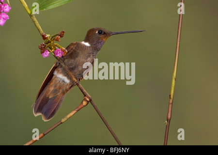 Brown Inca hummingbird (Coeligena wilsoni) perched on a branch in the Tandayapa Valley of Ecuador. Stock Photo