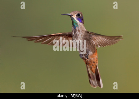 Brown Violetear Hummingbird (Colibri delphinae) feeding at a flower while flying at Bueneventura Lodge in southwest Ecuador. Stock Photo