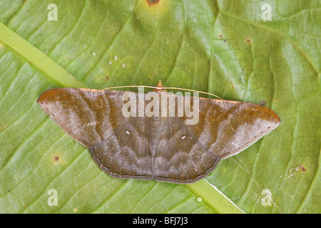 A moth on a leaf in the Tandayapa Valley of Ecuador Stock Photo - Alamy
