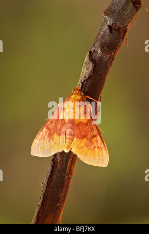 A moth in the Tandayapa Valley of Ecuador Stock Photo - Alamy