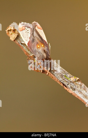 A moth in the Tandayapa Valley of Ecuador Stock Photo - Alamy