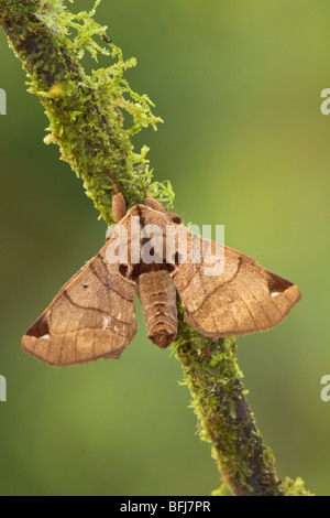 A moth in the Tandayapa Valley of Ecuador Stock Photo - Alamy