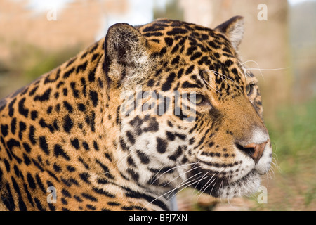 Jaguar (Panthera onca). Profile portrait. Stock Photo