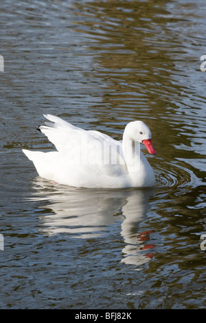 Coscoroba Swan (Coscoroba coscoroba). Southern South America. Stock Photo