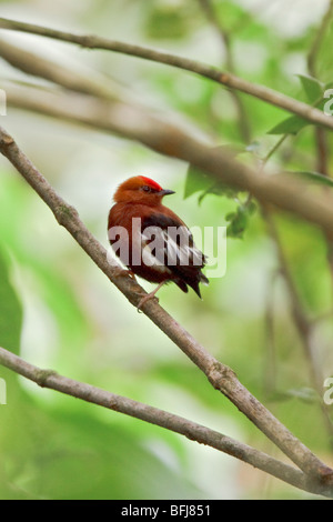 Club-winged Manakin (Machaeropterus deliciosus) perched on a branch in the Milpe reserve in northwest Ecuador. Stock Photo