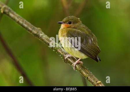 Club-winged Manakin (Machaeropterus deliciosus) perched on a branch in the Milpe reserve in northwest Ecuador. Stock Photo