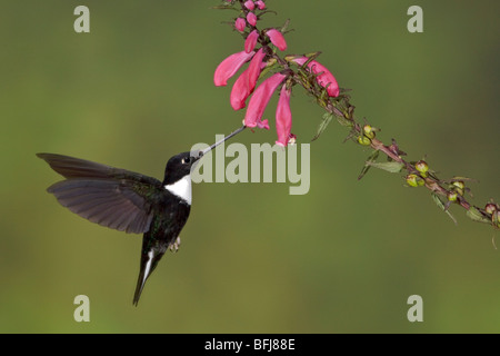 Collared Inca Hummingbird (Coeligena torquata) feeding at a flower while flying at Guango Lodge in Ecuador. Stock Photo