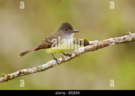 Dusky-capped Flycatcher (Myiarchus tuberculifer) perched on a branch near the Napo River in Amazonian Ecuador. Stock Photo