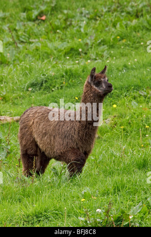 A Llama (Lama glama) feeding on the grass in Cajas National Park in southern Ecuador. Stock Photo
