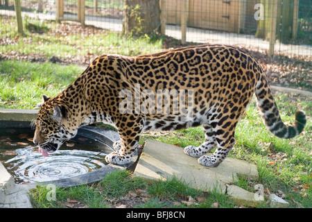 Jaguar (Panthera onca). Adult male. Drinking water from pool within zoo enclosure. Profile view. Stock Photo