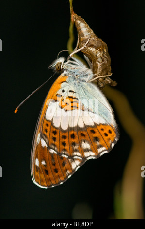 White admiral butterfly Stock Photo