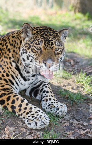 Jaguar (Panthera onca). adult male. Portrait. Attentive posture. Fore body. Head, shoulders, fore limbs. Close up. Stock Photo