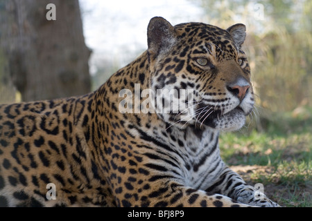 Jaguar (Panthera onca). adult male. Portrait. Attentive posture. Fore body. Head, shoulders, fore limbs. Close up. Stock Photo