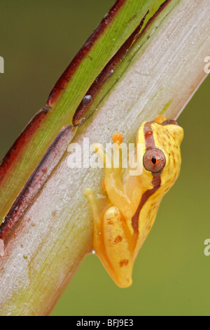 A yellow frog perched on a branch in Podocarpus national Park in southeast Ecuador. Stock Photo