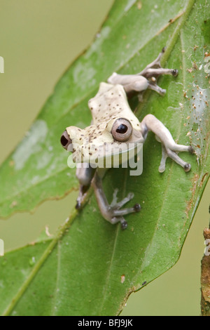 A frog perched on a mossy branch in Amazonian Ecuador. Stock Photo