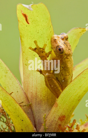 A treefrog perched on a bromeliad in the Tandayapa Valley of Ecuador ...