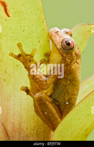 A treefrog perched on a bromeliad in the Tandayapa Valley of Ecuador ...